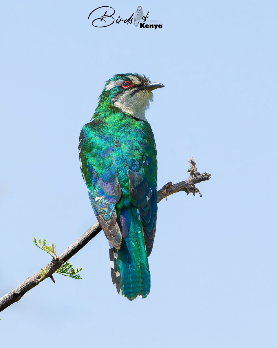 Birds_of_Kenya tweet media