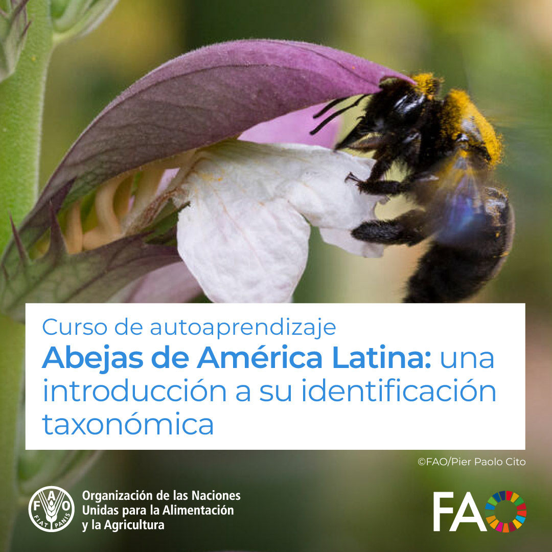 FAOAmericas's tweet photo. 🎓 ¡Curso GRATUITO de @FAOCampus!

Abejas de América Latina: una introducción a su identificación taxonómica🌷🐝
 
Identificar la taxonomía de las abejas es relevante para comprender su papel como polinizadores en diversos ecosistemas

¡Matricúlate! ➡️ https://t.co/U15zigHxwH https://t.co/5lfGQO51mG