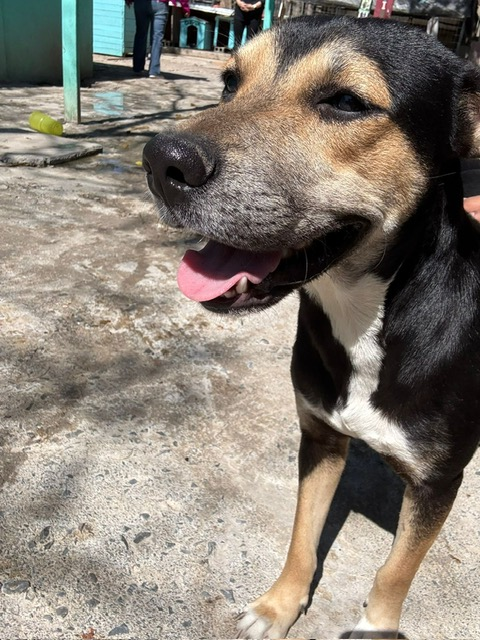 TPI Composites, Inc. tweet media