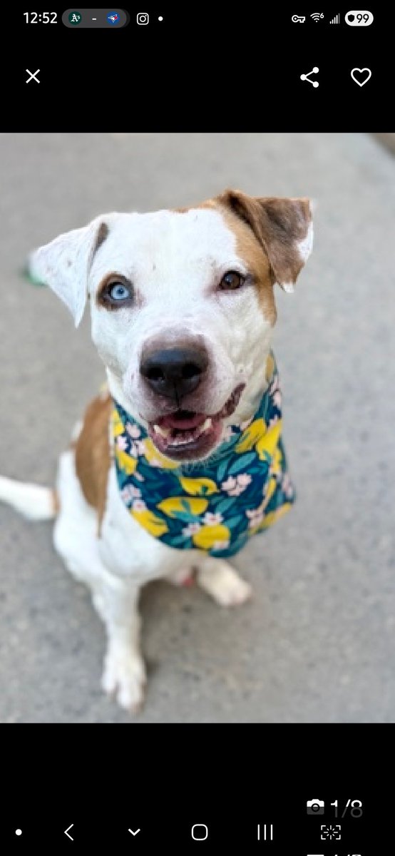 Julie🌻🐾 tweet media