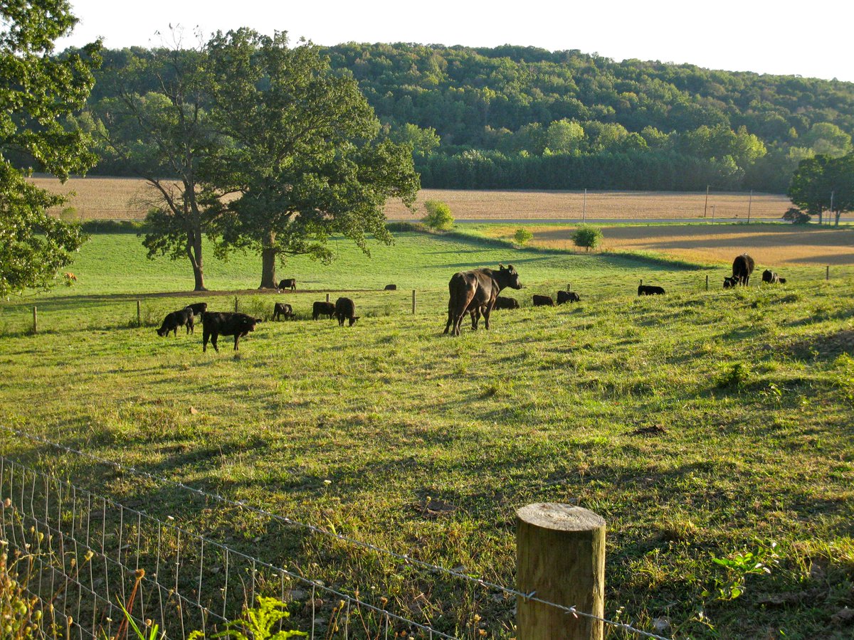 H2Ohio's tweet photo. Hey Soil and Water Conservation Districts - Deadline approaching!

Don't miss the May 1 deadline to apply for the new Conservation Pilot Program supporting pasture and hayland projects to reduce nonpoint source pollution.

Apply now: https://t.co/axFIpqtIWK https://t.co/mBGrE0Zihc