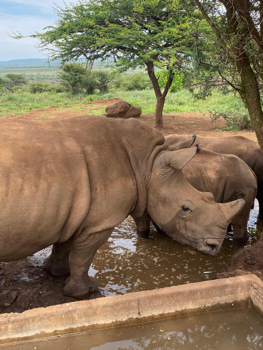 Helping Rhinos 🦏 tweet media
