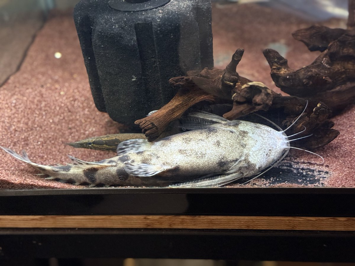 シュリム tweet media