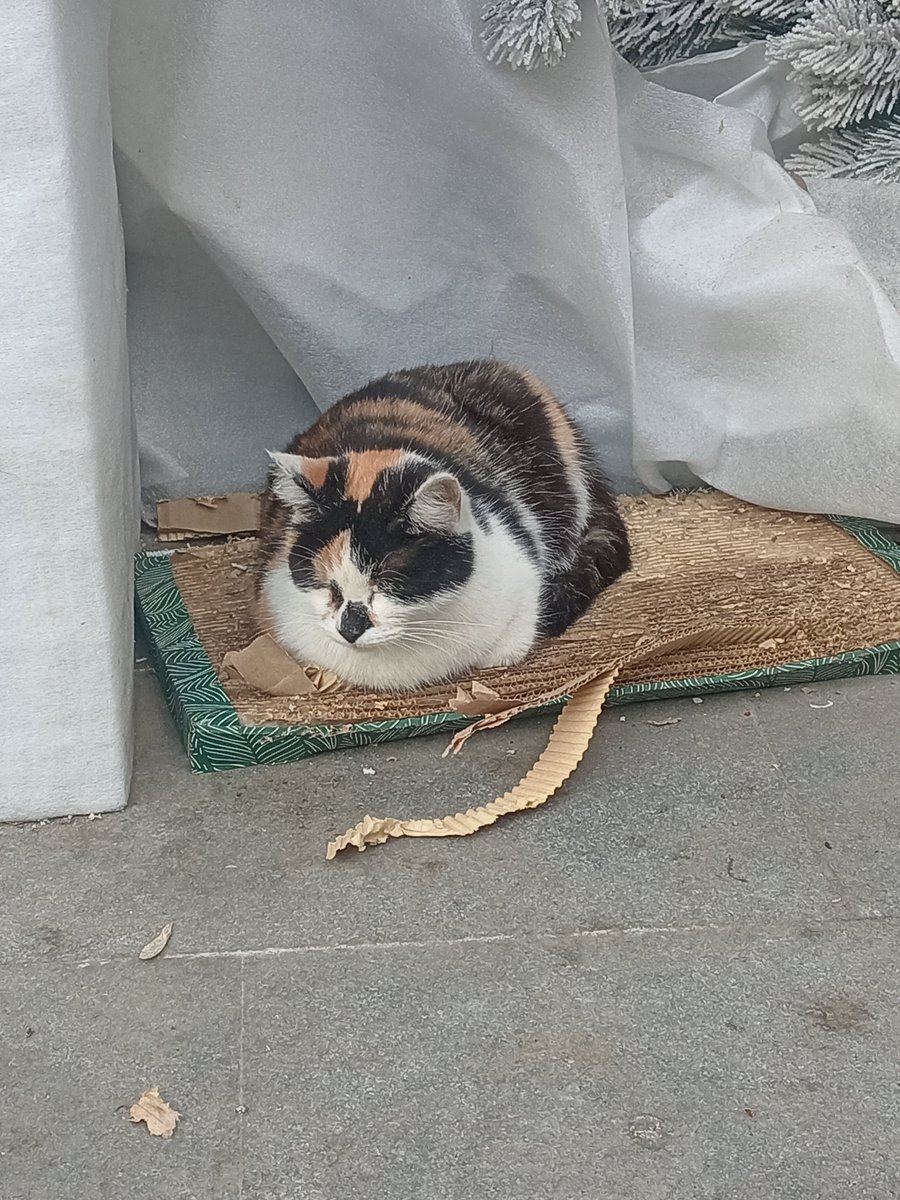 дрозд-рубильник tweet media