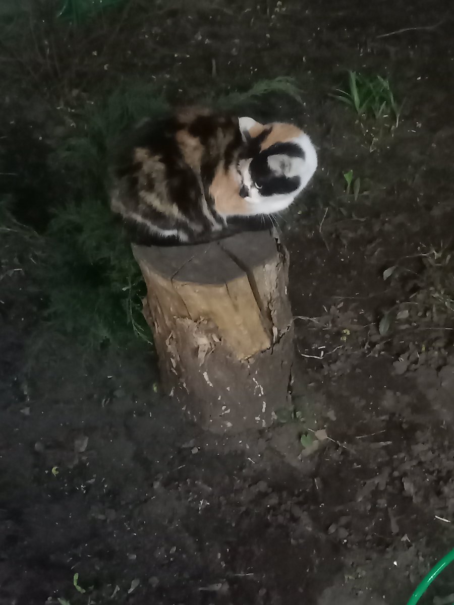 дрозд-рубильник tweet media