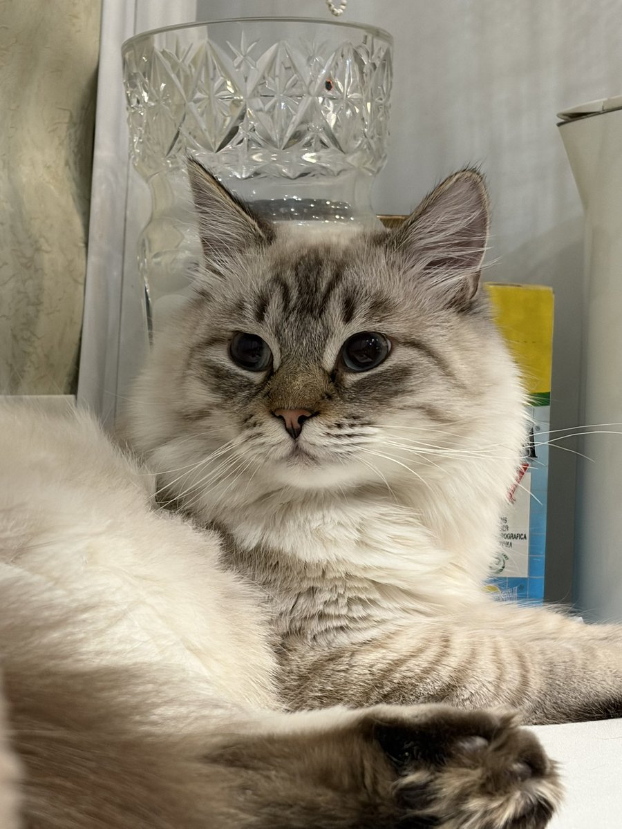 кояни tweet media