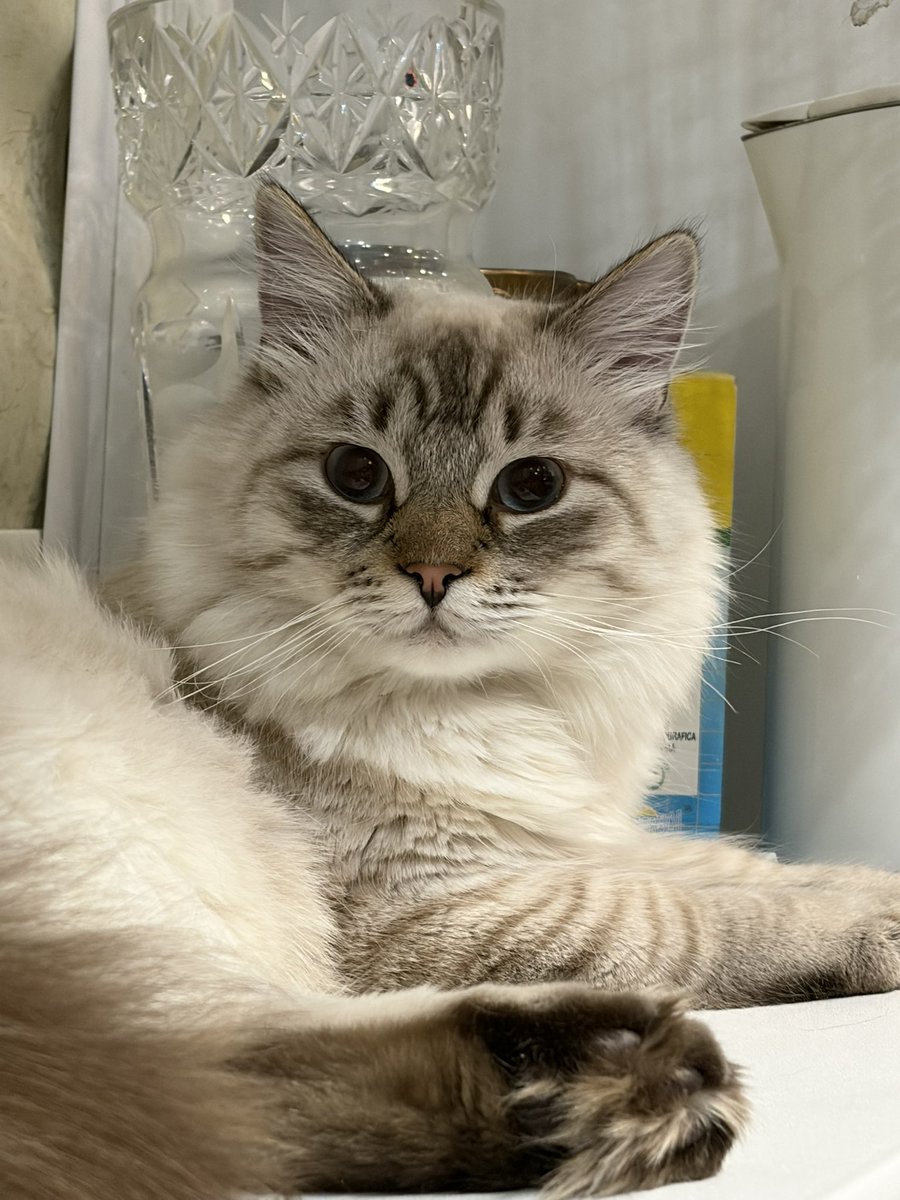 кояни tweet media