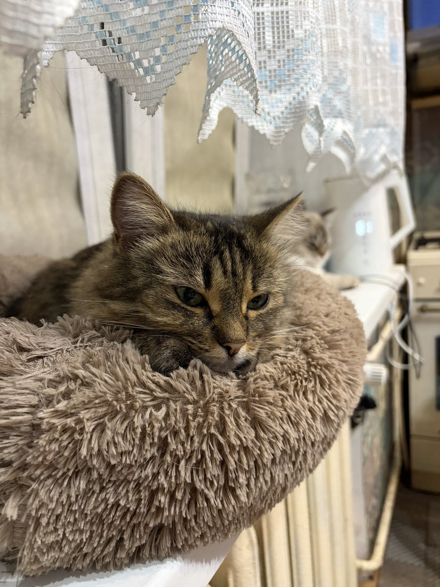 кояни tweet media