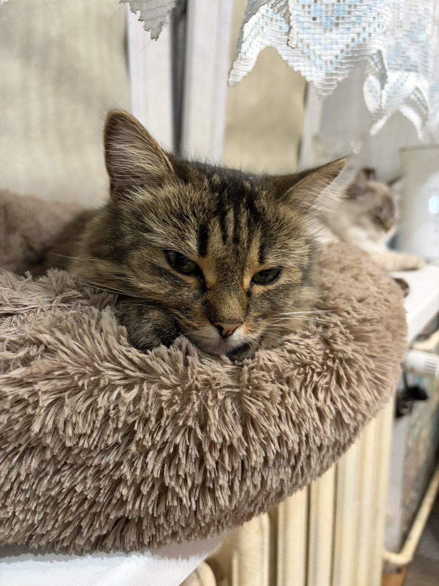 кояни tweet media