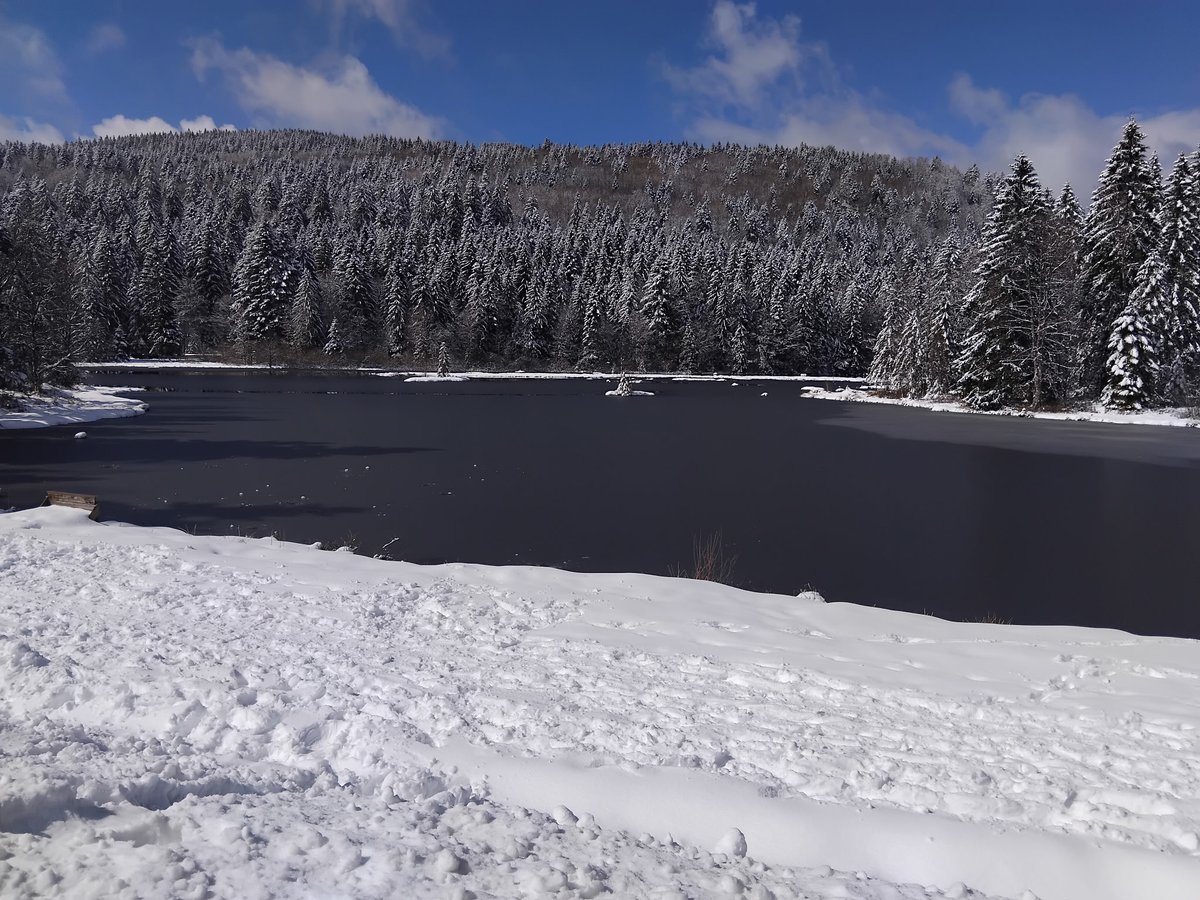 EdithPY2's tweet photo. Tourbière de Lispach, #LaBresse #HautesVosges https://t.co/2TUAvbqWFc
