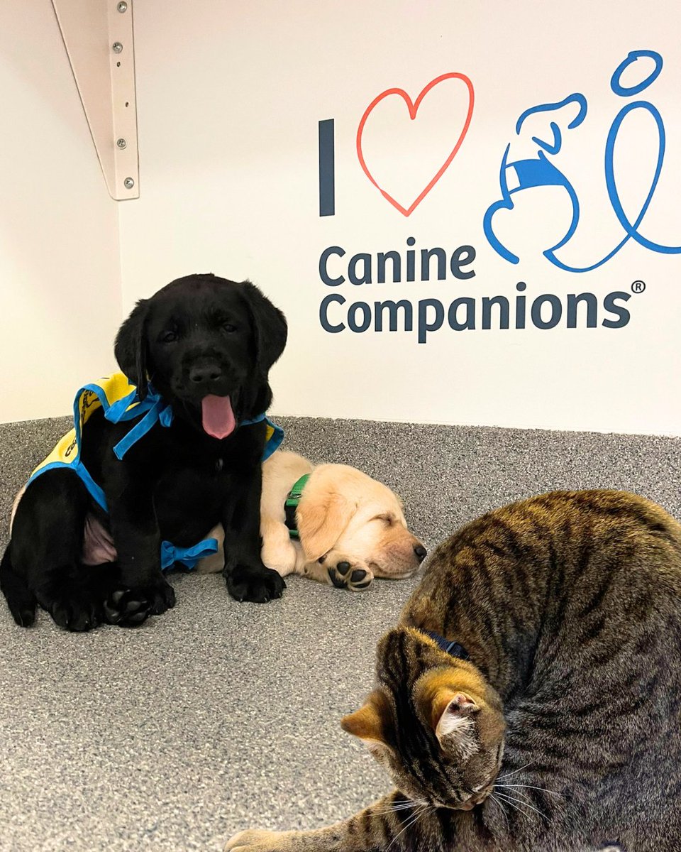 canineorg's tweet image. The campus cats have joined the puppies after Puppy Cam so the pups can work on their socialization skills! 🐈 
➡️ Sign up to find out more: canine.org/puppy

#aprilfools #joke #cat #puppy #servicedog
