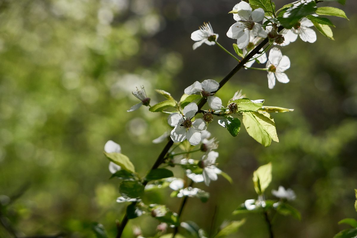 Dirk Bindmann tweet media