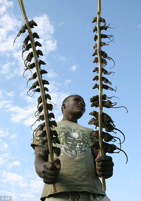 ChrisFromSA tweet media