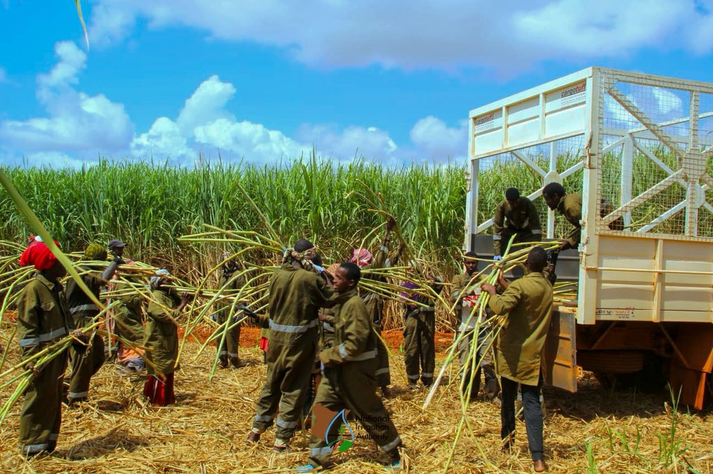 Irrigation_Auth's tweet photo. The investor will use modern technology and precision agriculture to maximize the available land for sugarcane production. As they expand the area under sugar cane production… https://t.co/Ko8GPv0og8