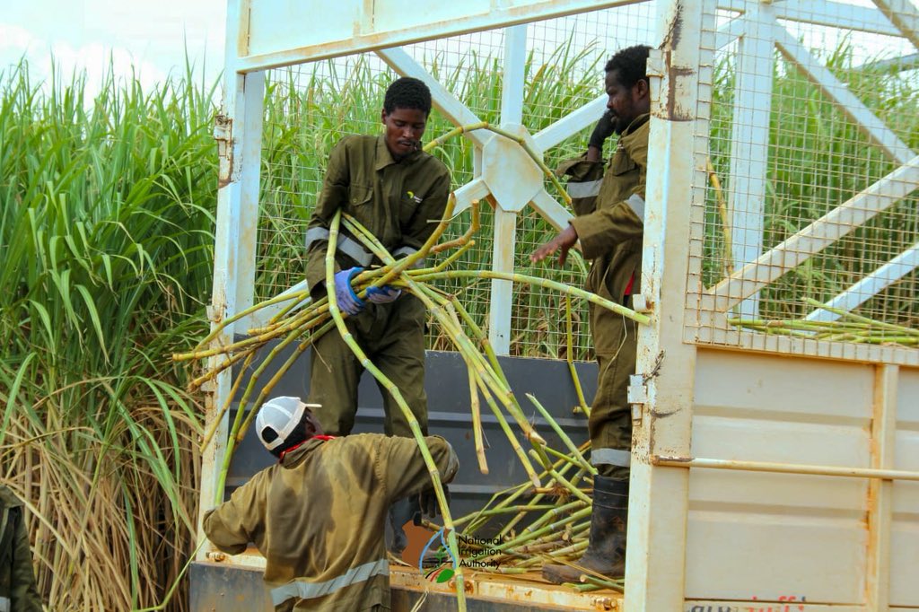 Irrigation_Auth's tweet photo. The investor will use modern technology and precision agriculture to maximize the available land for sugarcane production. As they expand the area under sugar cane production… https://t.co/Ko8GPv0og8