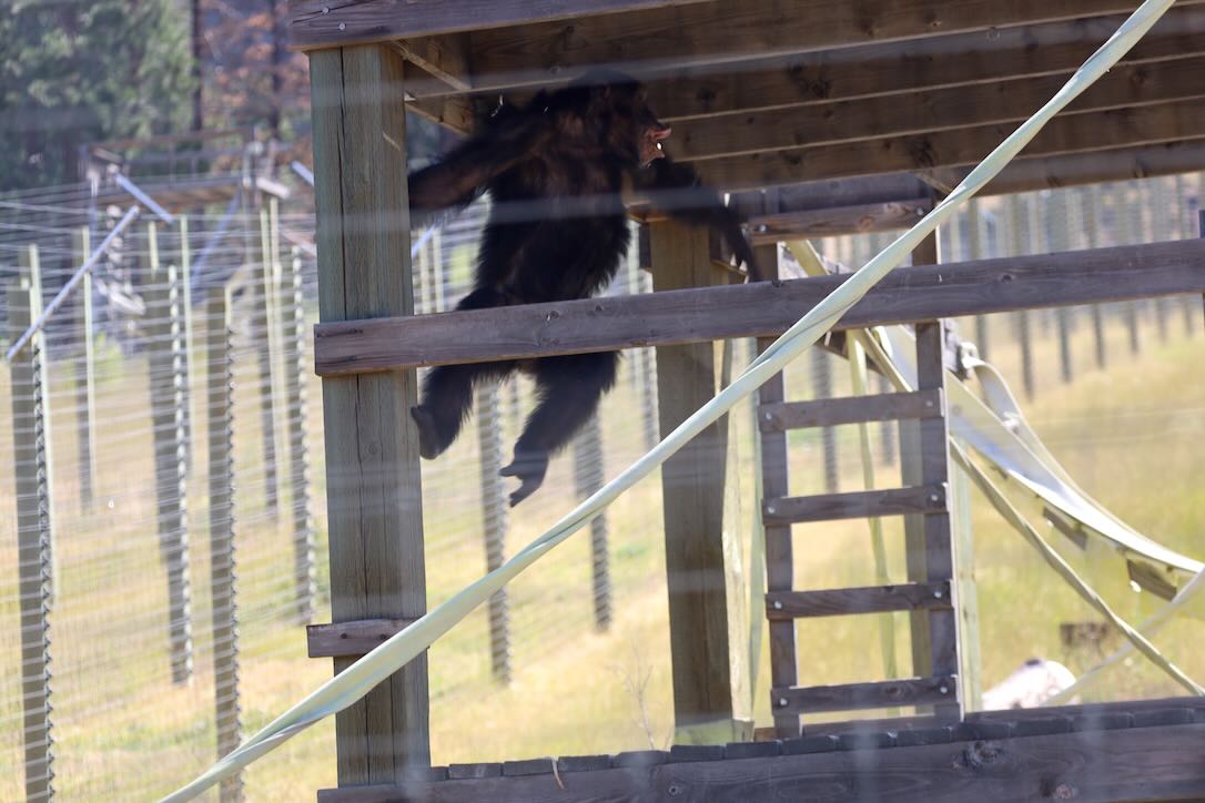 Chimpanzee Sanctuary Northwest tweet media