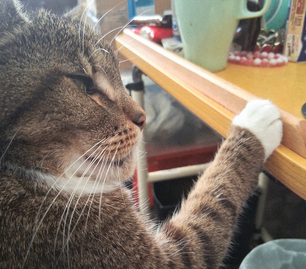 LoveCrosStitch's tweet image. My strength in my paw holds the table steady. I'm so strong

#lifeofmuffin #catsoffacebook #catsonx #catsofinstagram #fureverlovedsar