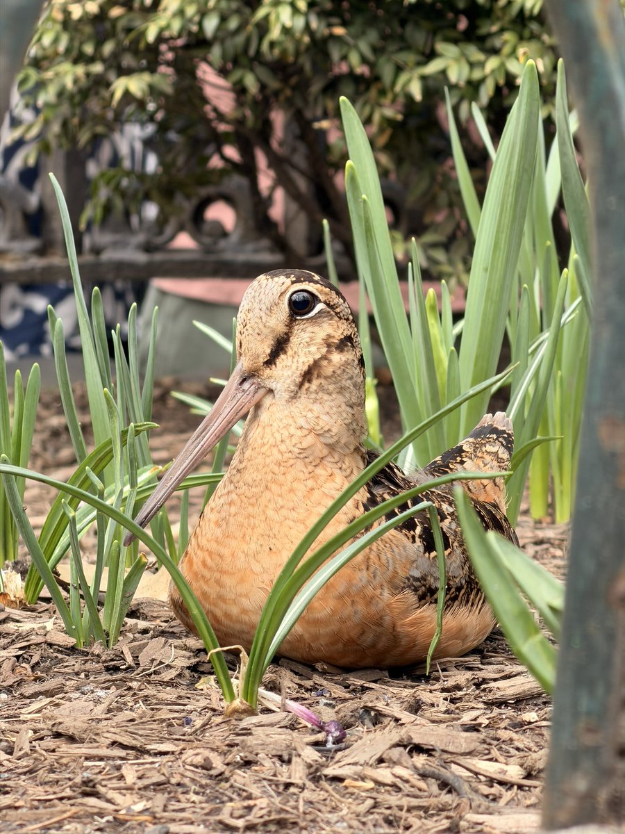 Bird 🌲🦆 tweet media