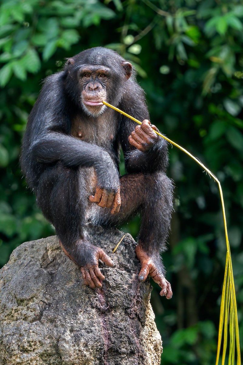QariTravel's tweet photo. Chimp trekking in Uganda, at Kibale National Park and Budongo Forest, takes 2-3 hours. It's an incredible experience with high concentrations of chimpanzees. Permits are required and best booked in advance. Visit during dry seasons: June-August and December-February. https://t.co/s4rMy8I1n4
