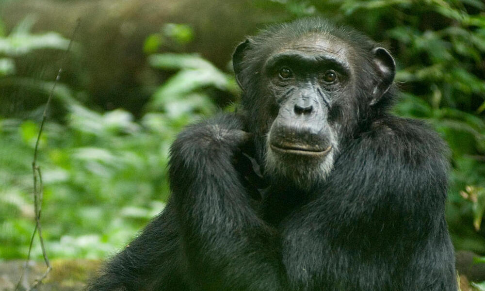 QariTravel's tweet photo. Chimp trekking in Uganda, at Kibale National Park and Budongo Forest, takes 2-3 hours. It's an incredible experience with high concentrations of chimpanzees. Permits are required and best booked in advance. Visit during dry seasons: June-August and December-February. https://t.co/s4rMy8I1n4