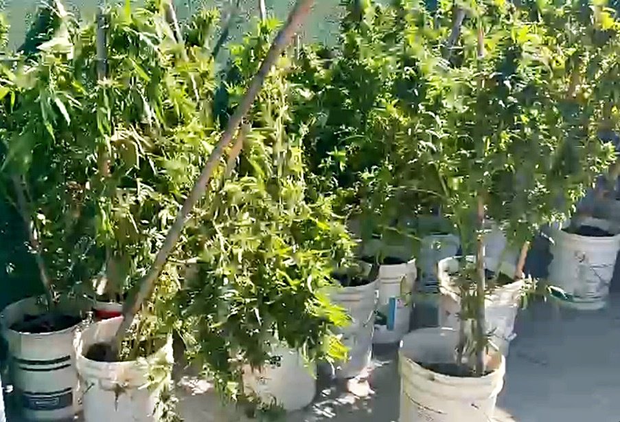 Diario AO tweet media