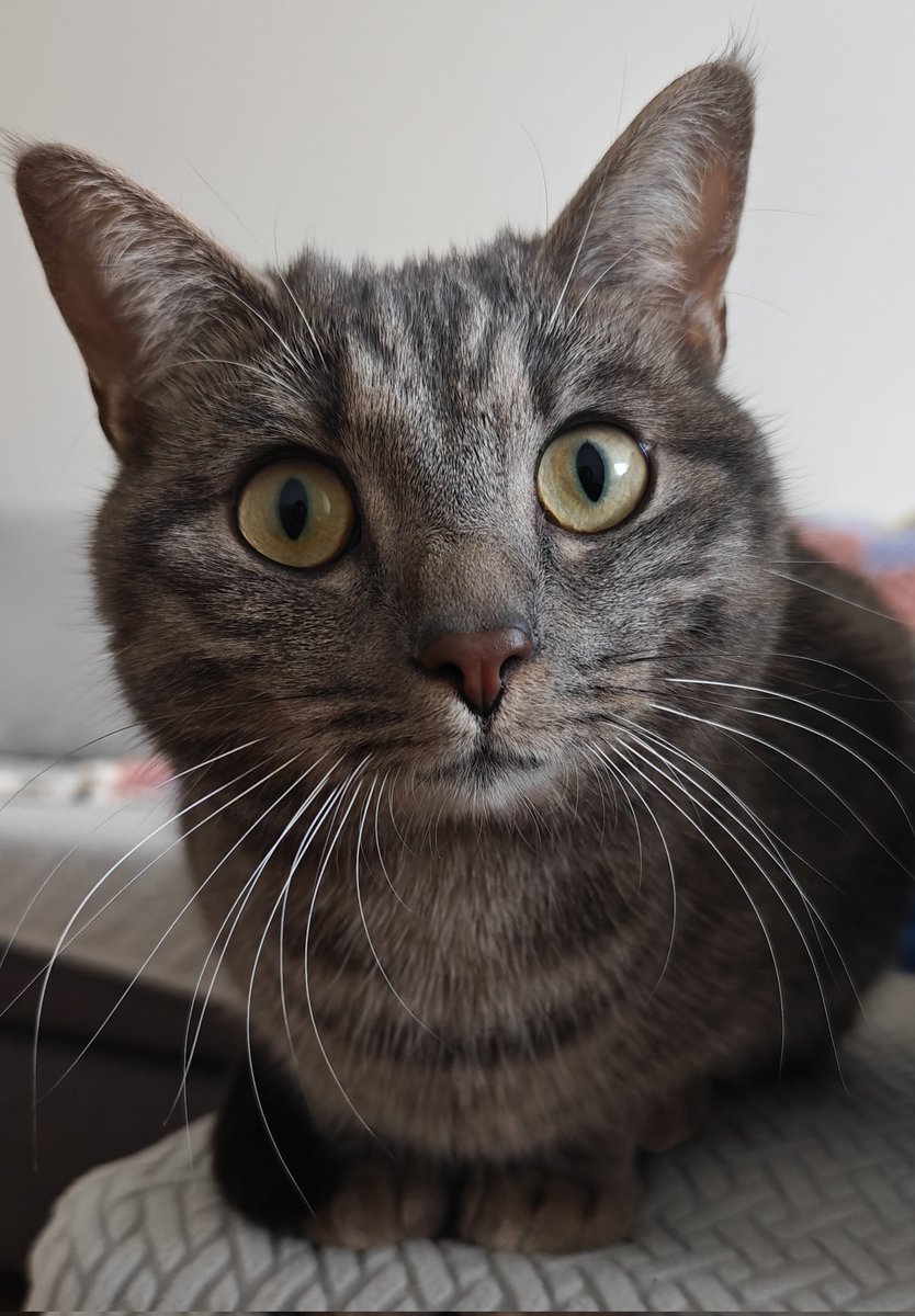 みいちゃん🐈はち🌈 tweet media