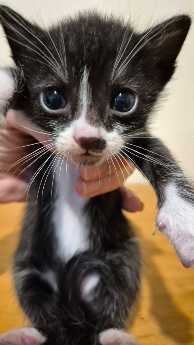 Sandra Pulido tweet media