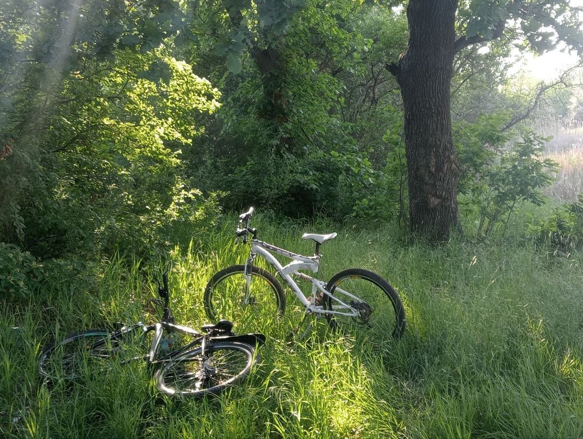 p˚୨୧⋆｡🐈˚ ⋆ tweet media