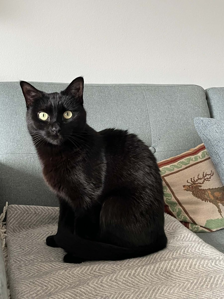MJF2301's tweet photo. @saniyafatma1278 This is my beautiful girl Frida 😻 https://t.co/Pp5XfeaClP