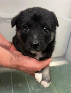 ただの猫ゃで tweet media