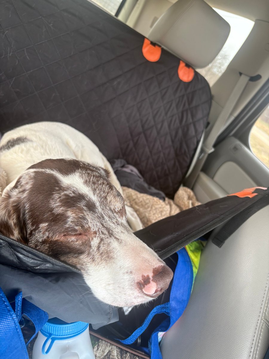 Candace 🐶⚾️ ⛳️🏈🐦♐️ tweet media