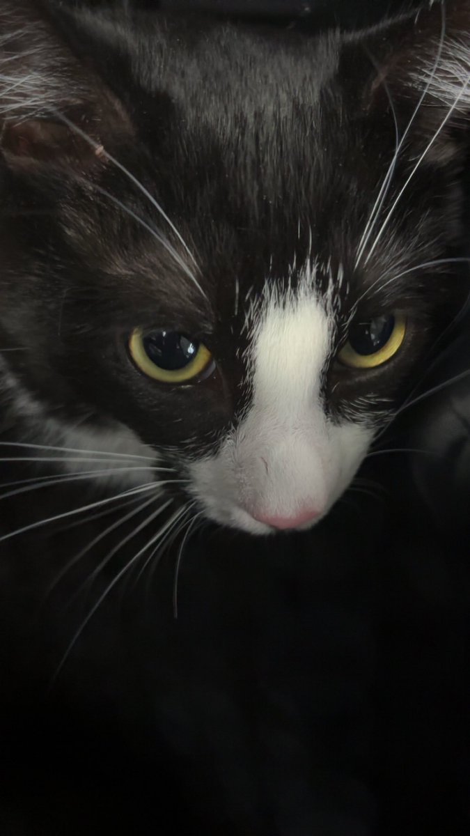 🔞BunBunTree | Vtuber🔞 tweet media