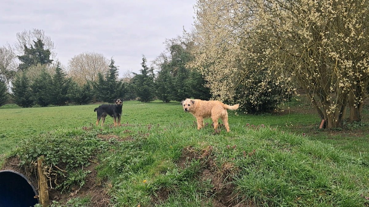PEGGY🌈 NELLY AND BERTIE xxx tweet media