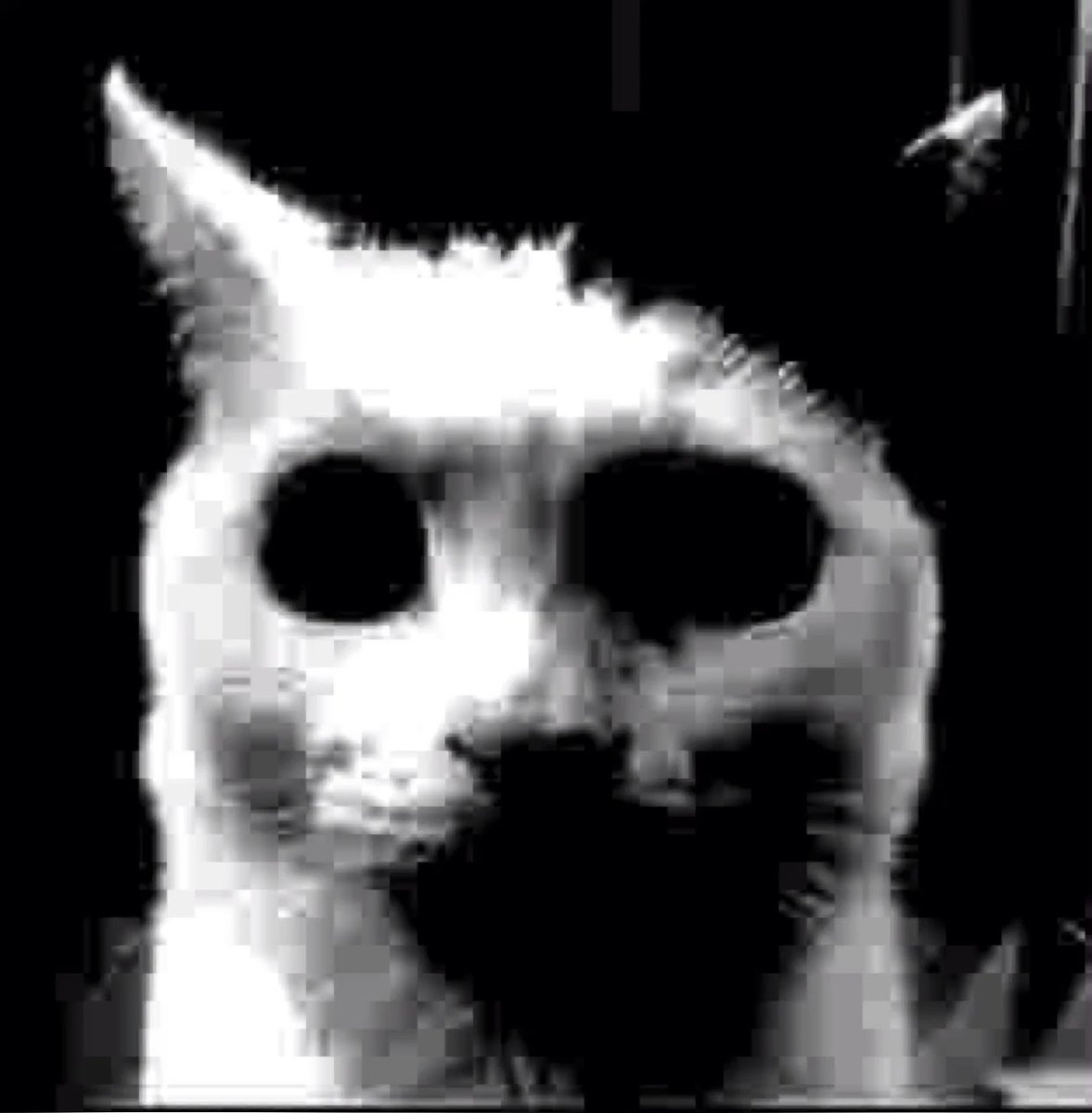 🍁Allen Duar 🍁 tweet media