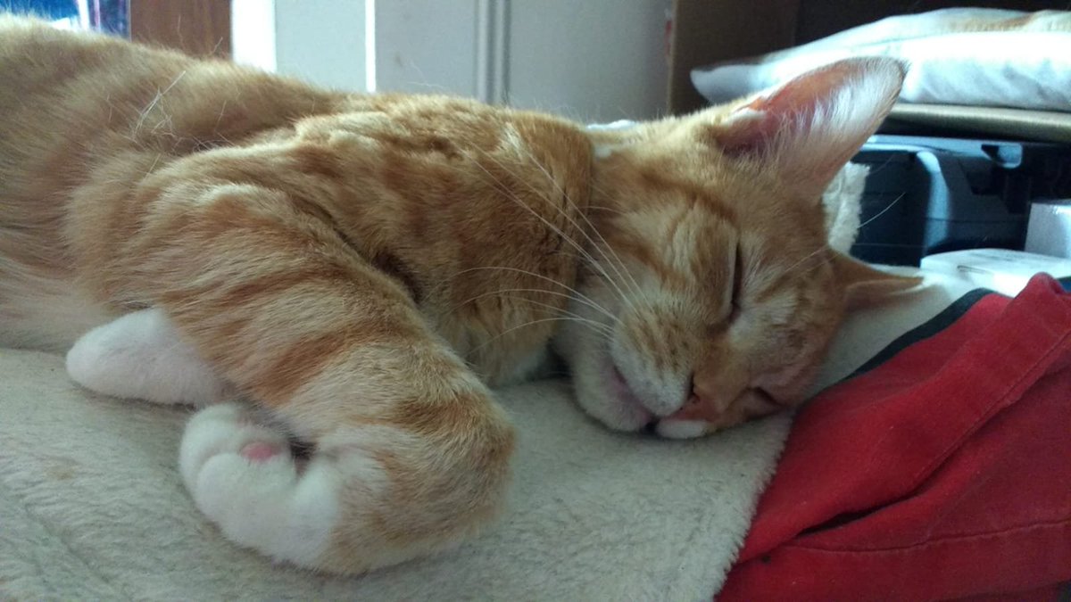 Das ist Tora und 10 Jahre alt geworden.
Sein Fell ist samtweich und Tora ist super lieb.
Tora liebt frisches Hühnerfleisch und Frischfisch.