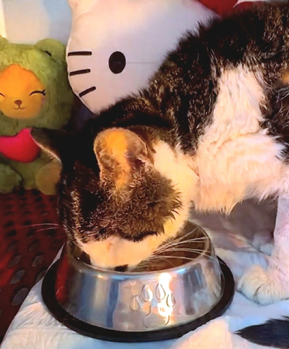 SFIGATTO tweet media