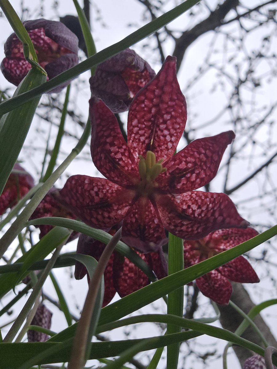 #WeDoGrass Ian tweet media