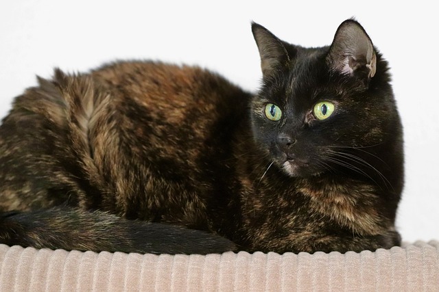 Troy Dol tweet media