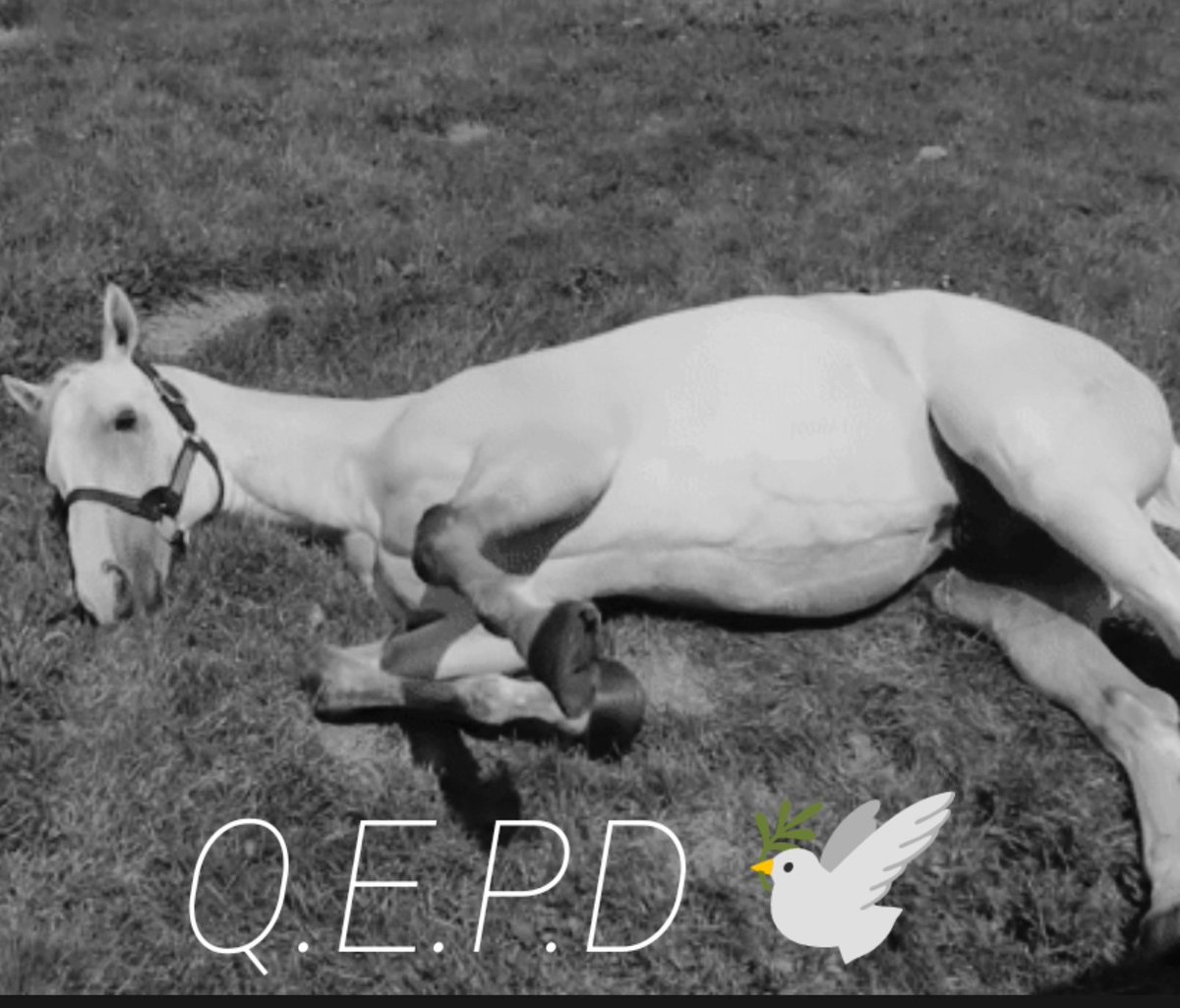 🟡DiamnoD⚫ tweet media