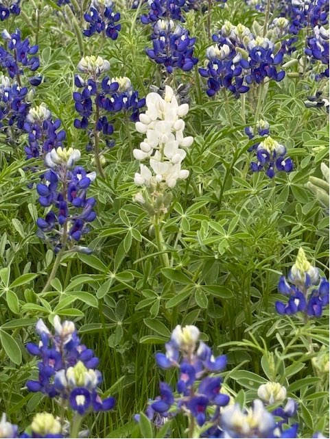 Collin County Govt tweet media