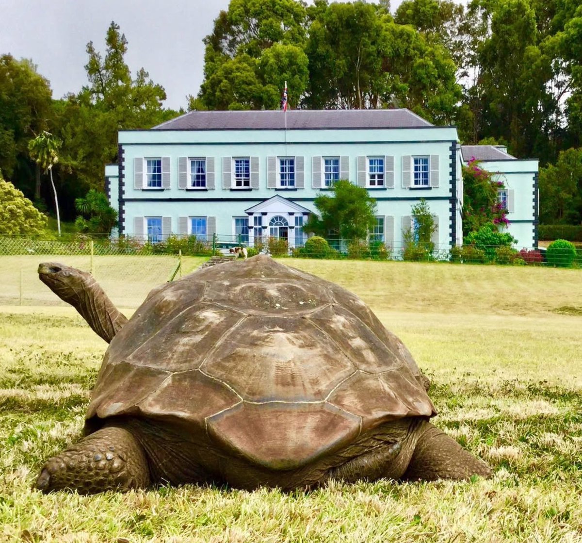 Joe Hollins Vet St. Helena Island tweet media