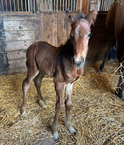 Blue Chip Farms tweet media