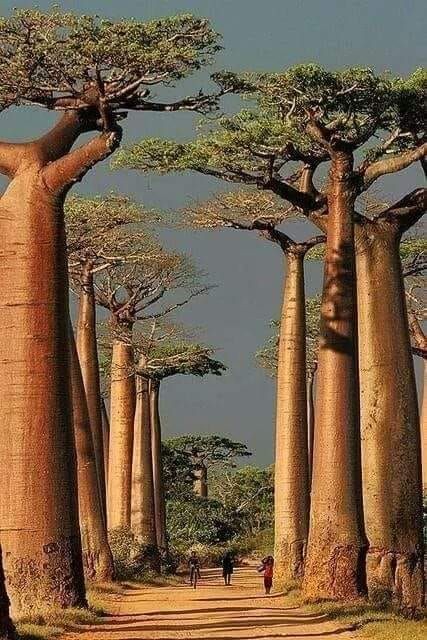 Hana_b30's tweet photo. Avenue of the Baobabs, Madagascar 🇲🇬 https://t.co/z7ie4U7ync
