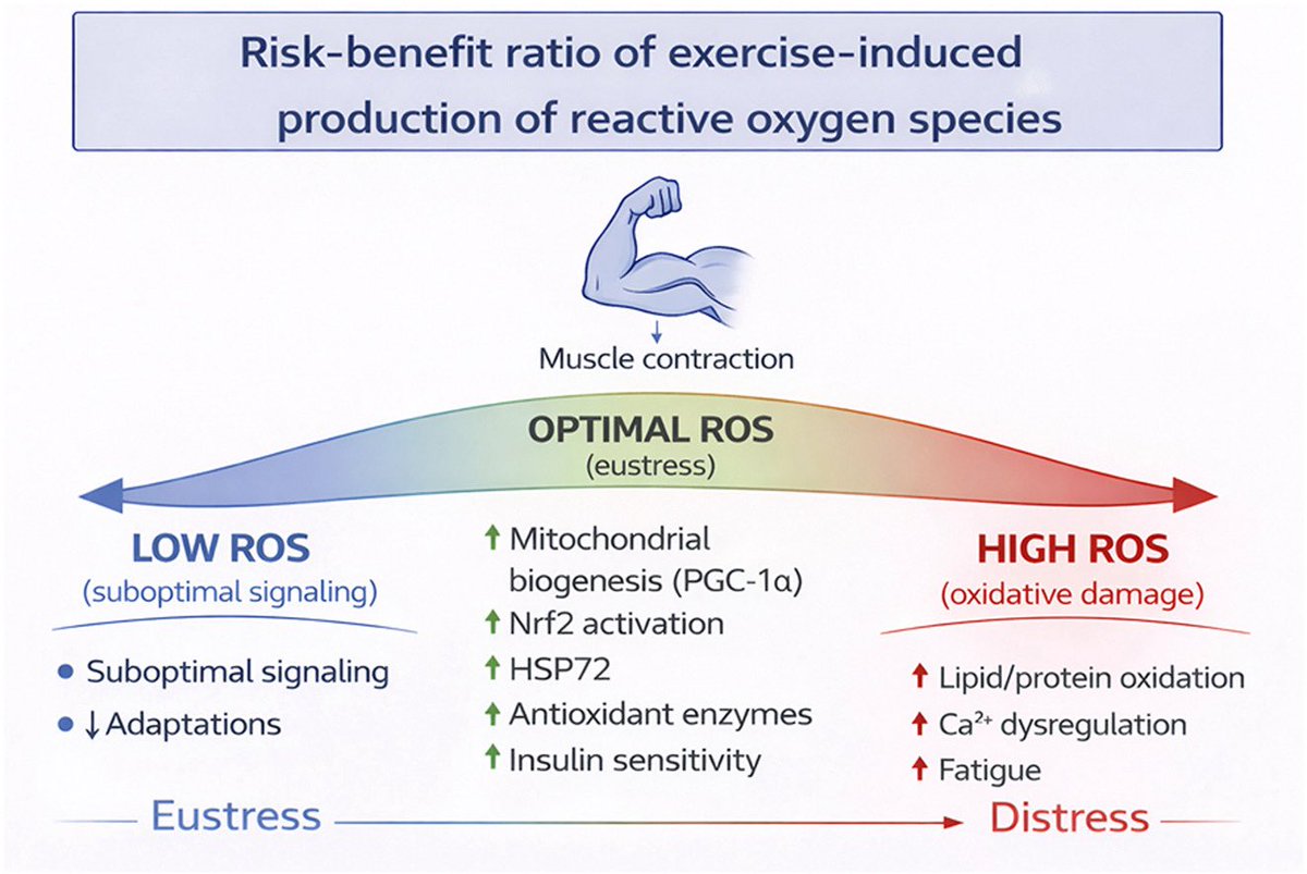 Update: Is exercise-induced oxidative stress a friend or foe? https://t ...