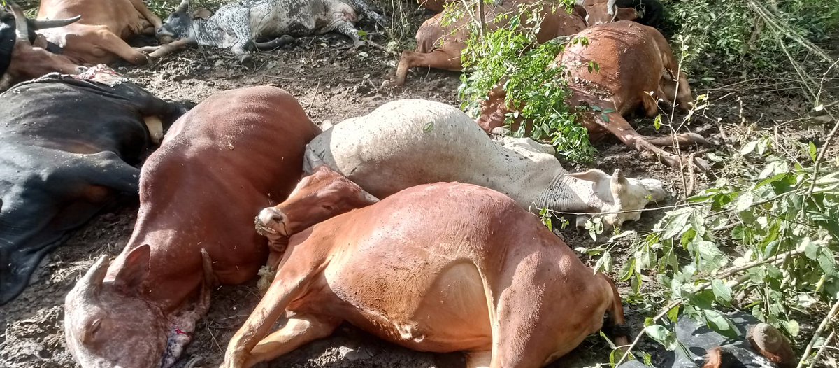 Mubijabo tweet media