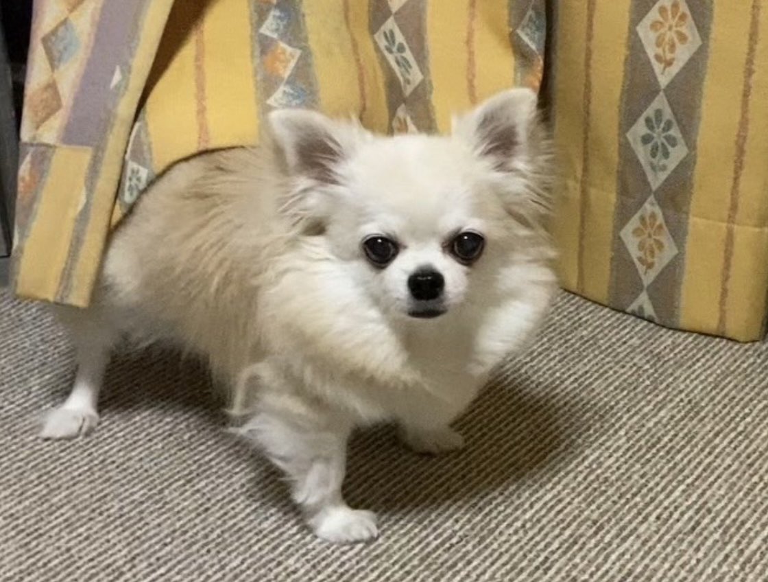 ちゅくた tweet media