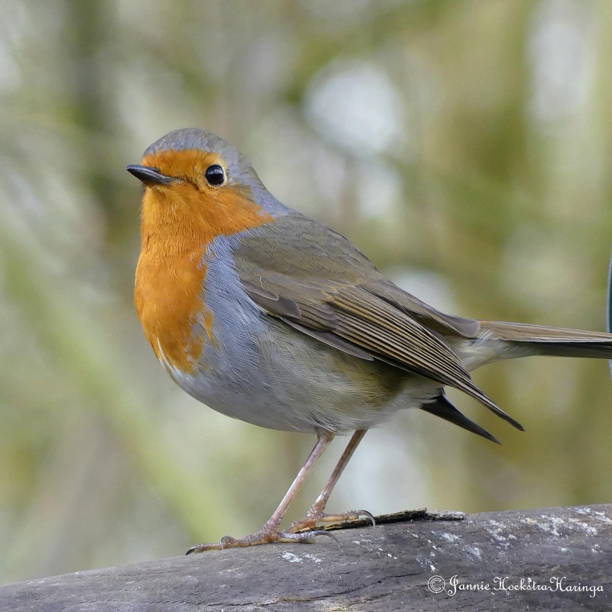 Jannie Hoekstra-Haringa tweet media