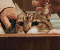 TV Globo 📺 tweet media