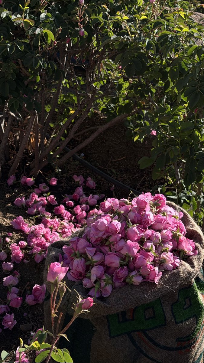 Eng / YAHYA .M. ALTALHI tweet media