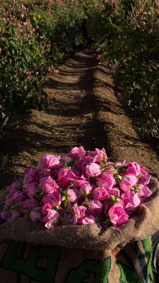 Eng / YAHYA .M. ALTALHI tweet media